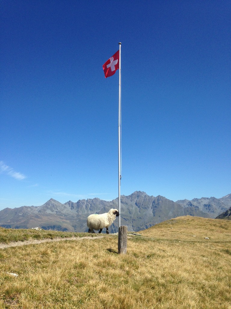 Un mouton fier de son drapeau