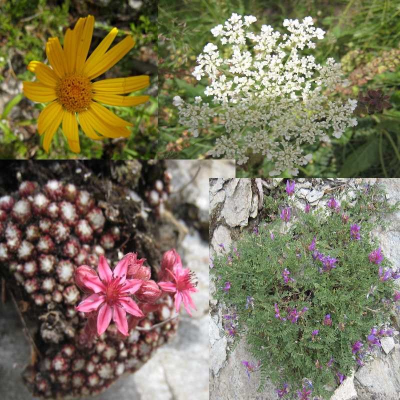Fleurs du Queyras : Spécialement pour Mic'hel:
En haut à gauche, je dirais de l'Arnica (Jaunes)
En haut à droite, des Achillées Odorantes (blanches)
En bas à gauche, les Joubarbes (Roses)
En bas à droite, des Astragales, mais sinon je sèche...(vi