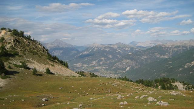 #5 Briançonnais : Les moutons gambadent au-dessus du couloir Guigou. Briançonnais : Les moutons gambadent au-dessus du couloir Guigou.