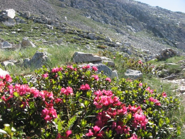 Rhododendron : Le sol granitique à l'air de bien leur convenir
