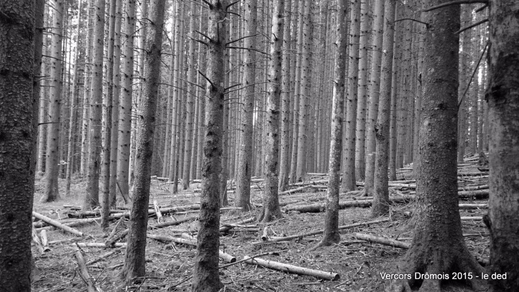 #17 belle forêt belle forêt