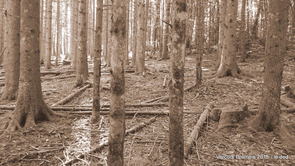 #25 Forêt des Ayards/ les Menuisiers Forêt des Ayards/ les Menuisiers