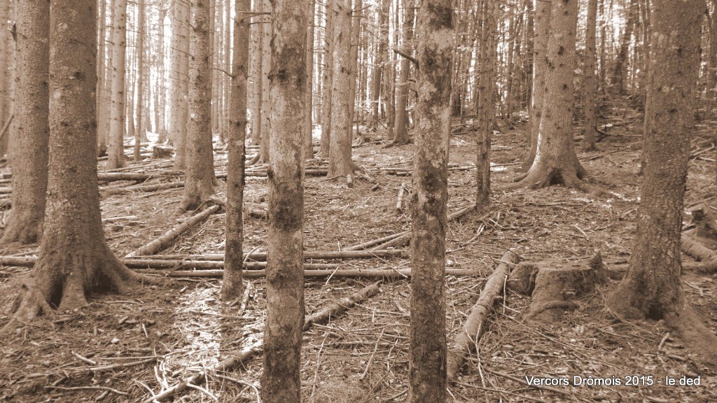 Forêt des Ayards/ les Menuisiers