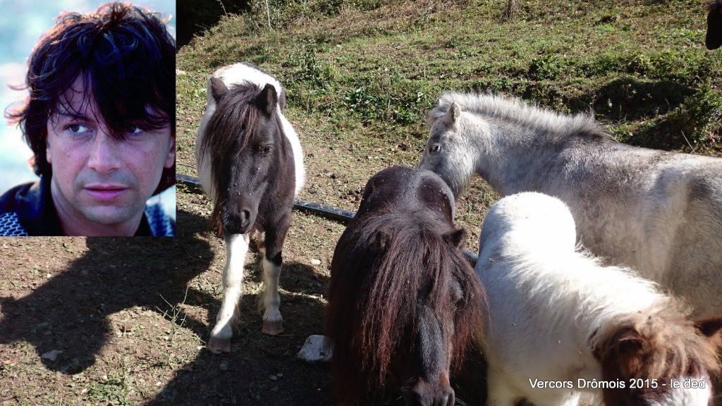 Je ne sais pourquoi mais la mèche des poneys m'a fait penser de suite à Hervé Villard :-)