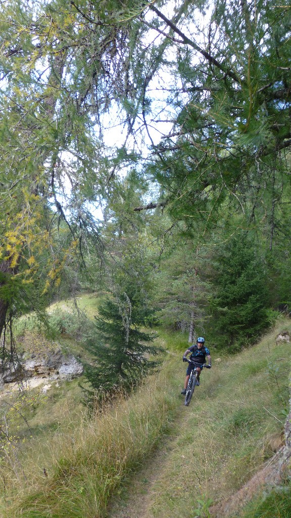 Dans la forêt