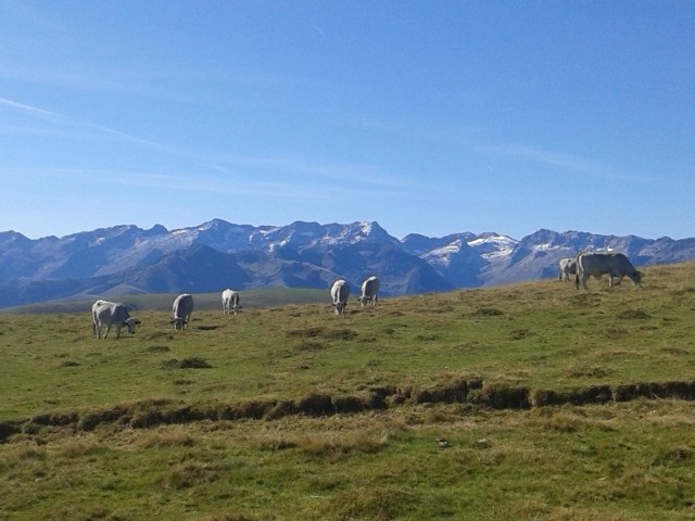 Les trois milles luchonnais et les vaches du col de Balès. Haut lieu du tour de France et du pastoralisme