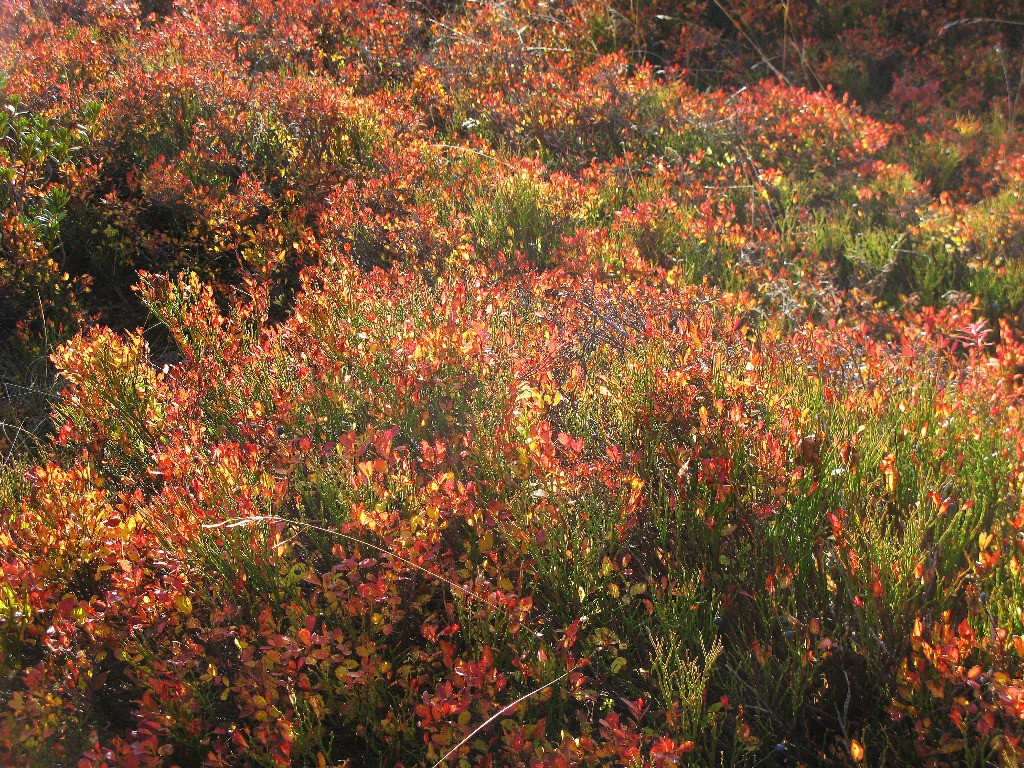 #27 Myrtilliers en fusion Myrtilliers en fusion