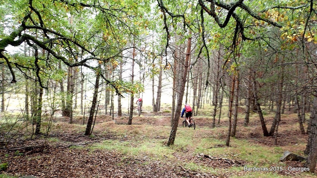 en forêt, humide