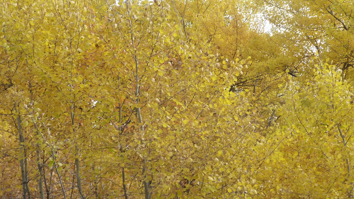 #14 Camaïeu de jaune Camaïeu de jaune