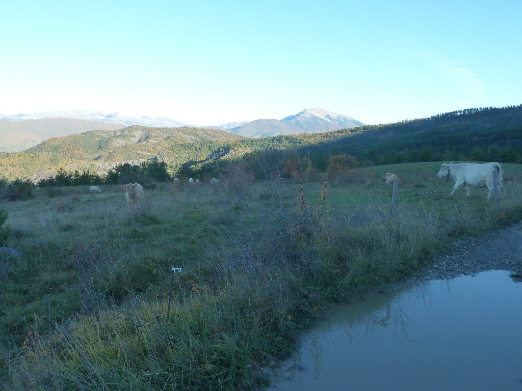 humidité et vaches, le ton est donné pour la Bastide Blanche