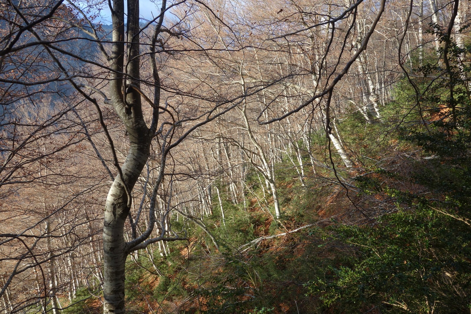 Dans la hêtraie sous le col de la Crouzette