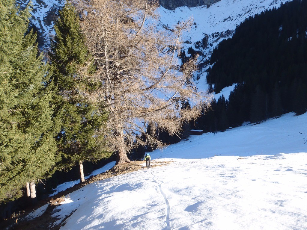 Alban en lisière du bois où la neige est moins présente.