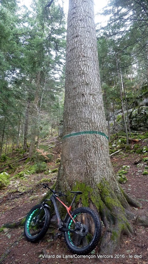 Sapin Bellier : 41m de haut et 3.60m de diamètre!