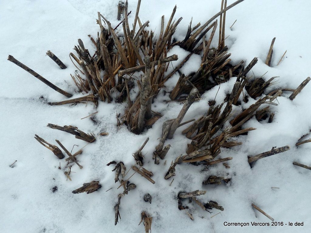 encore un peu de patience pour les morilles ...