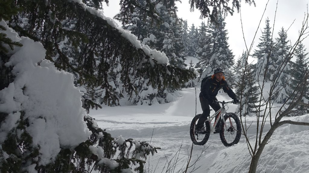 Dans les Bois