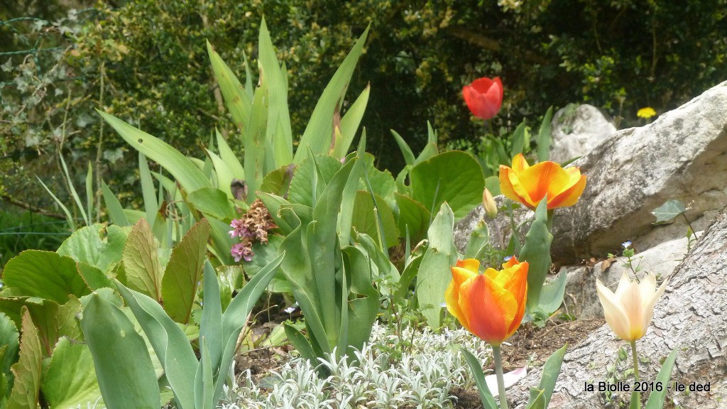 tulipes