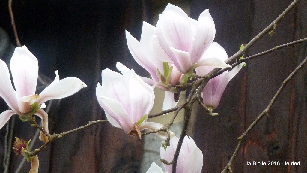 #17 Magnolia Magnolia