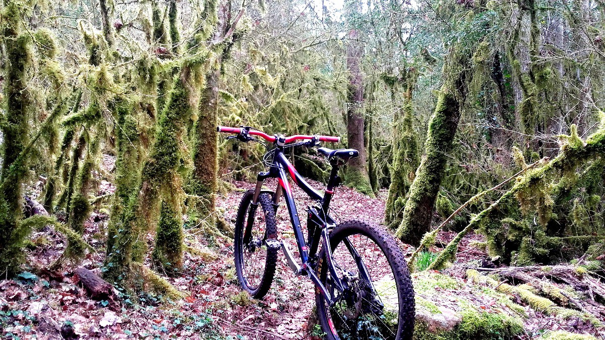 #3 la jungle la jungle