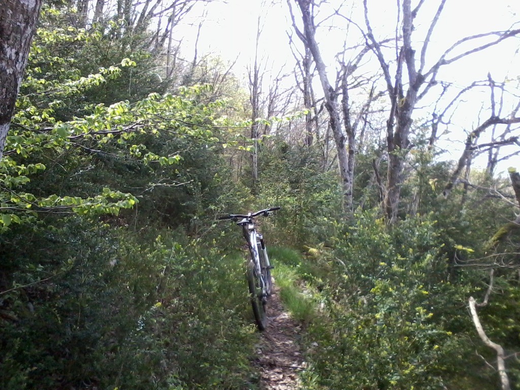 #5 Sentier dans les buis Sentier dans les buis