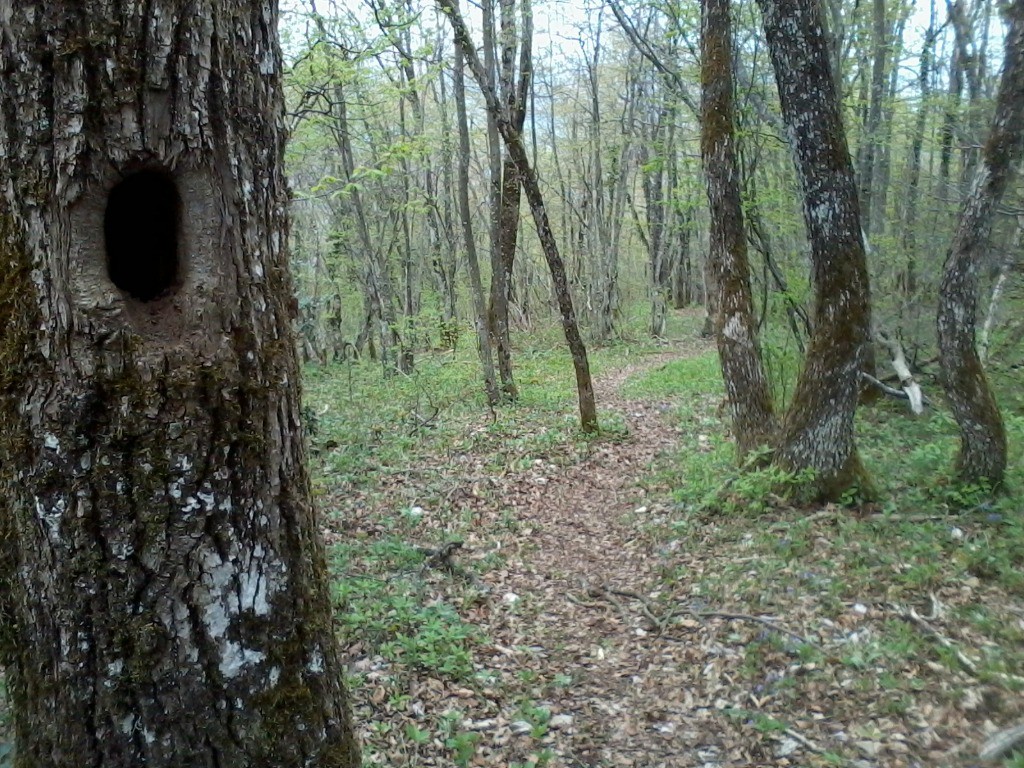 Trou de pivert et sentier de la Cauche