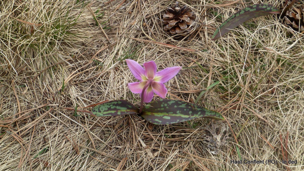 crocus