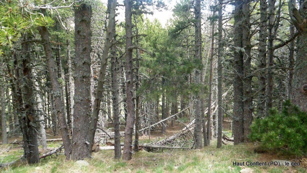 forêt de pins à crochets (Estany del Clot)