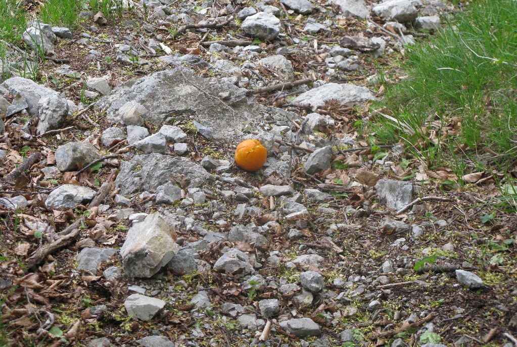 #3 Orange miraculeuse Orange miraculeuse