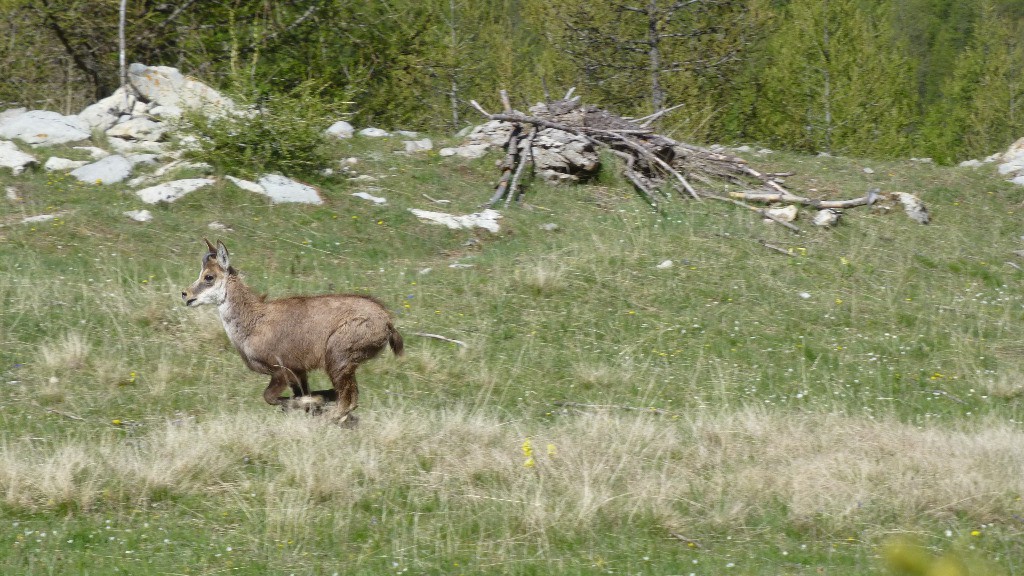 #6 Chamois effarouché Chamois effarouché