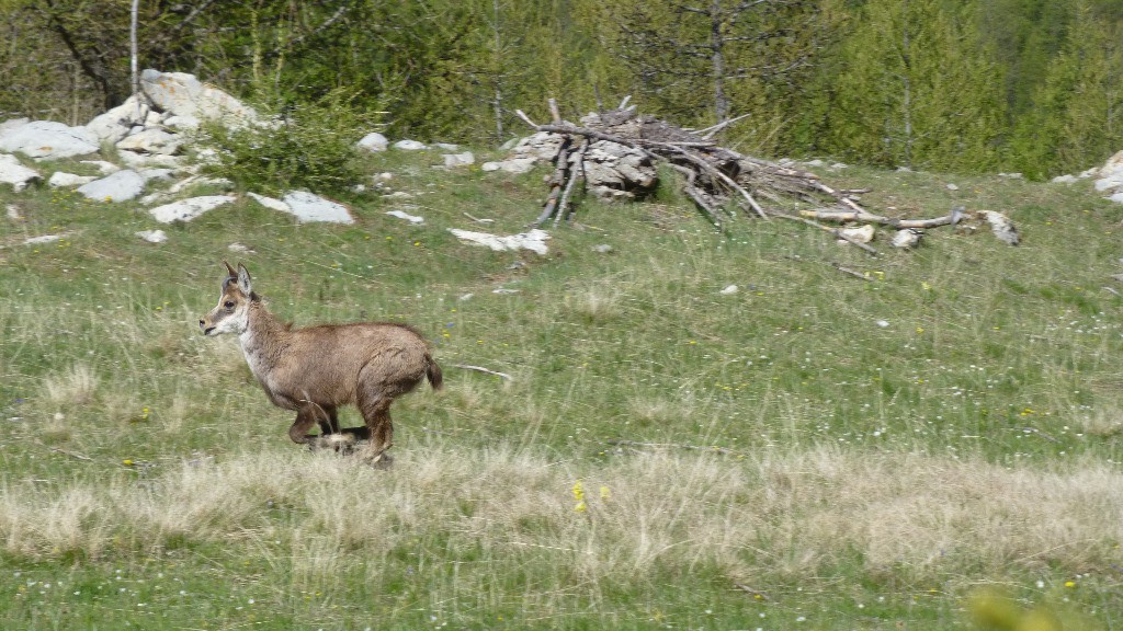 Chamois effarouché