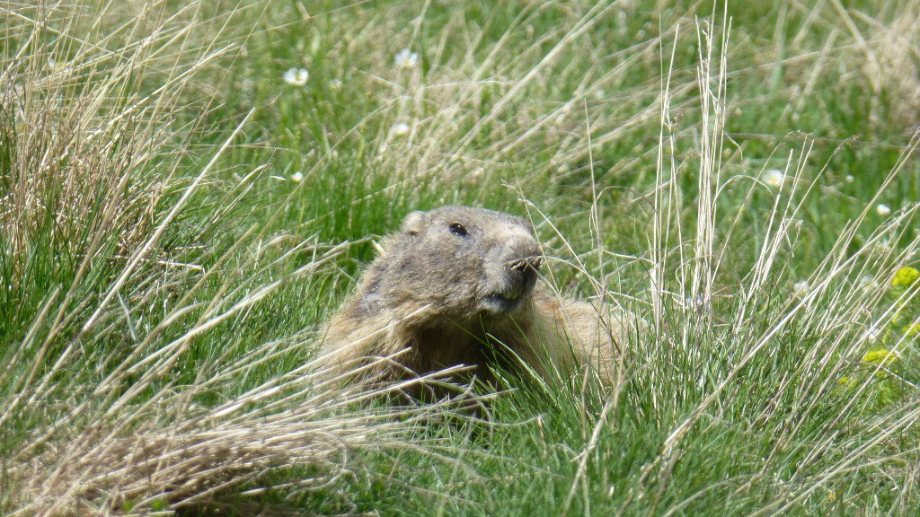 #10 Miss marmotte veille Miss marmotte veille