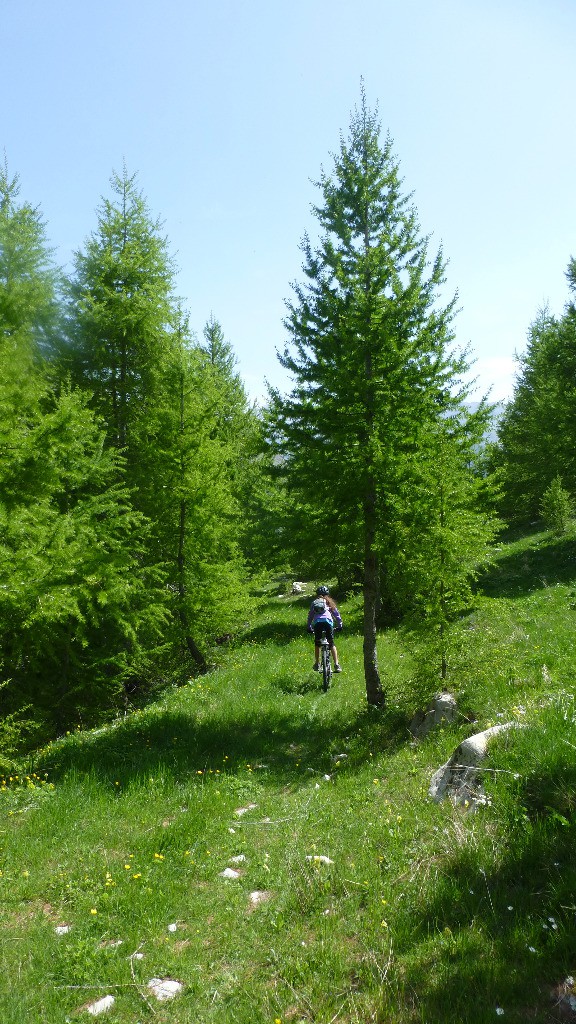 Entrée dans le sous-bois