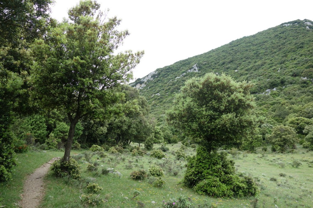 Pla de Brézou, début de la descente sur les gorges de Galamus