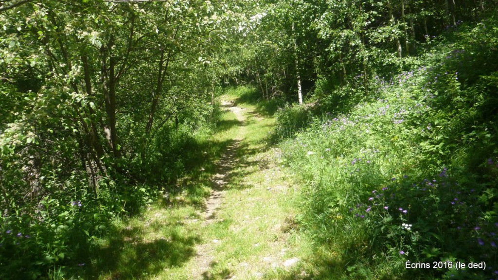 #11 Joli sentier ombragé pour rejoindre le portage du miroir des Fétoules Joli sentier ombragé pour rejoindre le portage du miroir des Fétoules