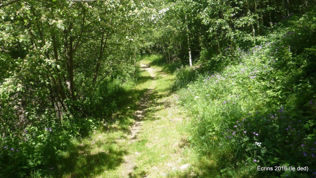 Joli sentier ombragé pour rejoindre le portage du miroir des Fétoules