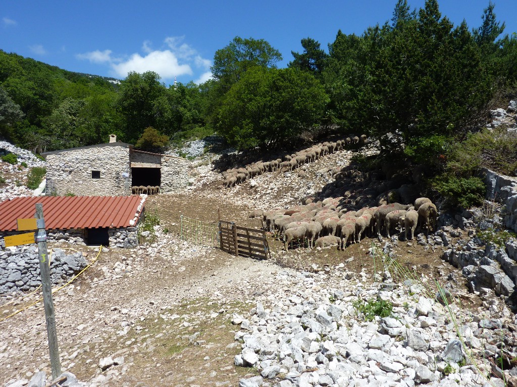 #13 Troupeau de moutons au Jas du Toumple Troupeau de moutons au Jas du Toumple