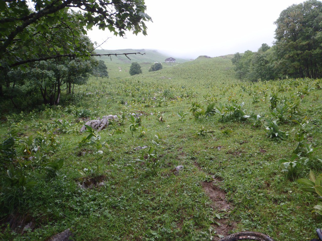 Sentier, Méry > Sommier d'Aval : Descendre tout droit au fond du pâturage, en mode hors sentier.