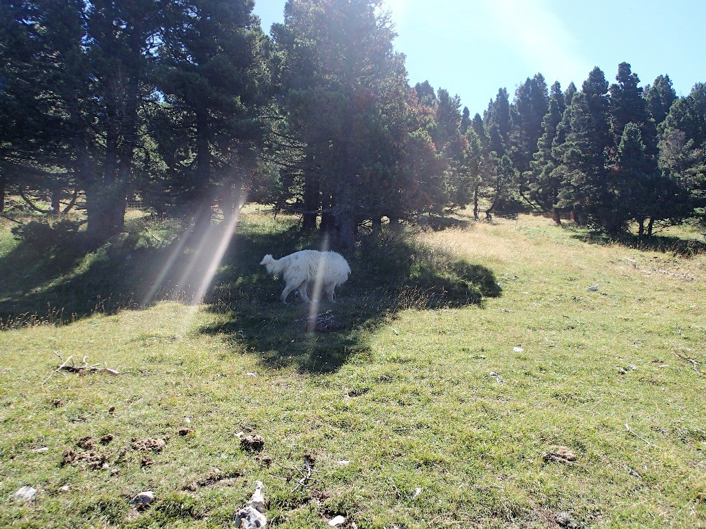 Le patou vient de me mordre et va se coucher sous un arbre tout penaud !