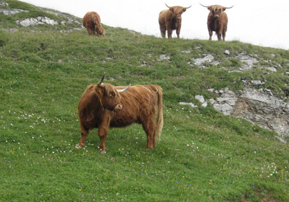 Vache écossaise : Vache et temps écossais