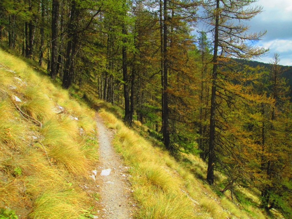 Magnifique sentier sous le Petit Coyer.