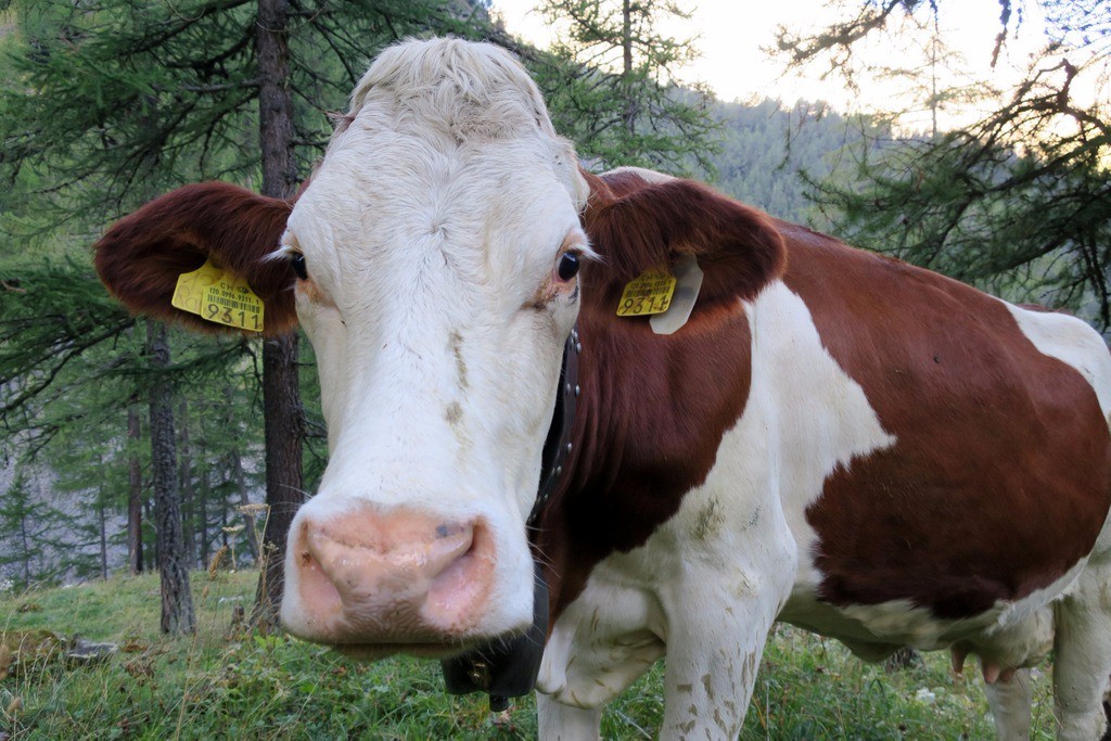 Vache du Valais