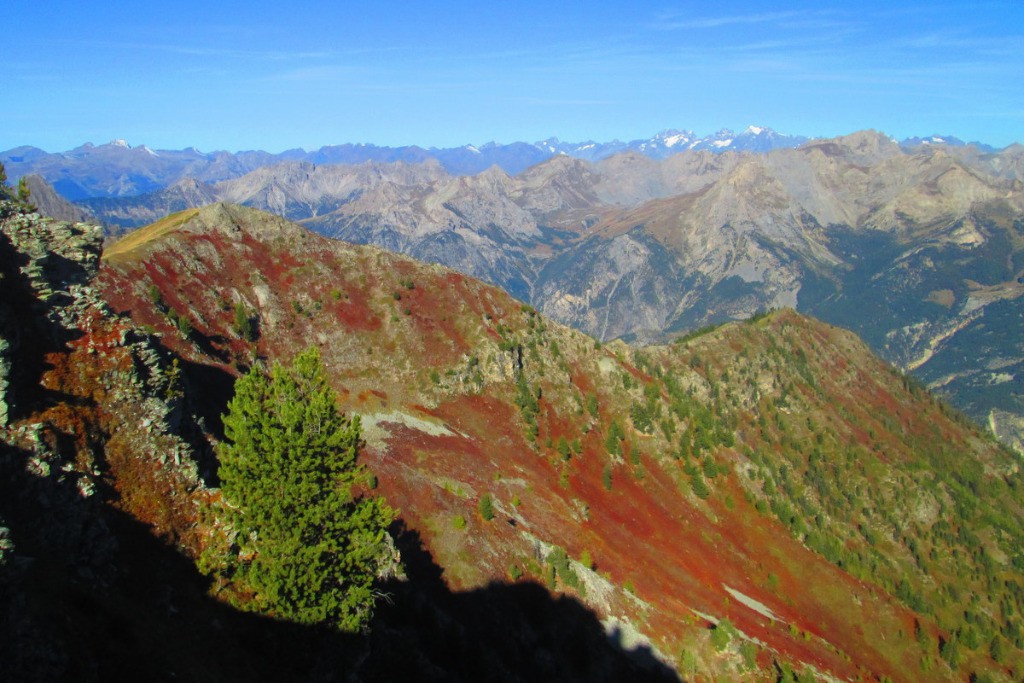 Crête des Chambrettes: myrtilles et Pelvoux