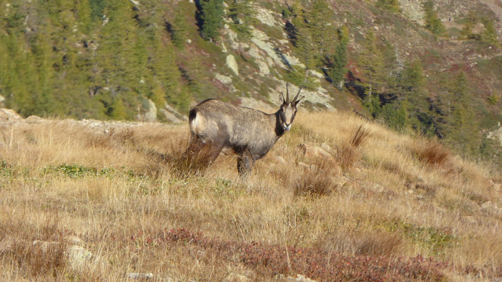 #1 Chamois Chamois