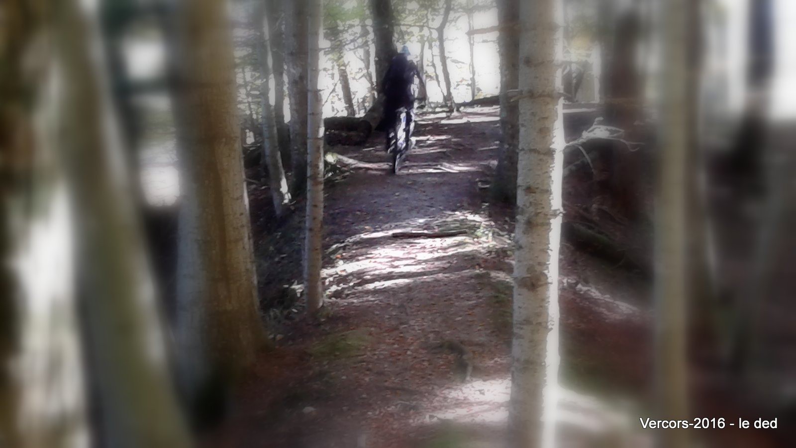 #19 entre les arbres, tout simplement entre les arbres, tout simplement