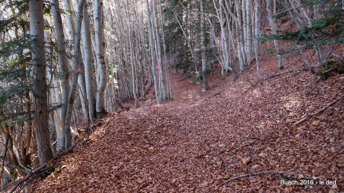#8 petit sentier feuillu à souhait petit sentier feuillu à souhait