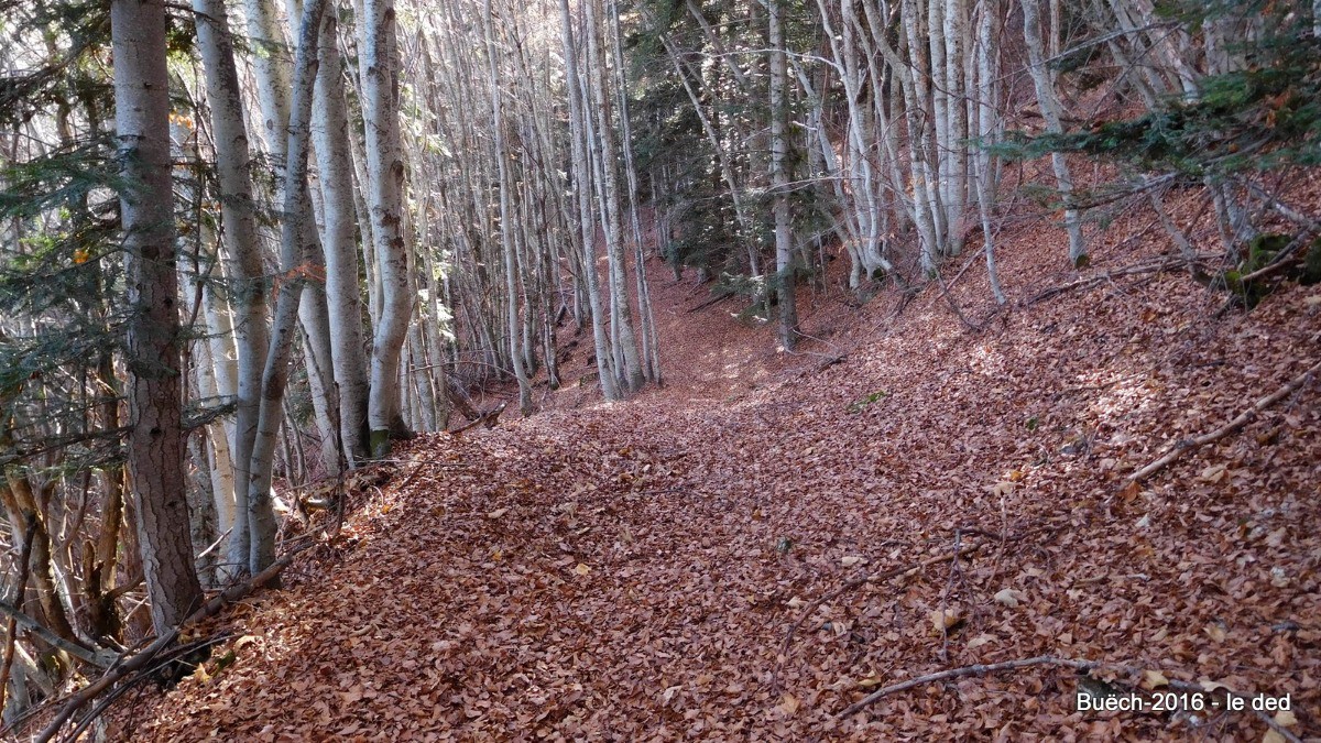 petit sentier feuillu à souhait