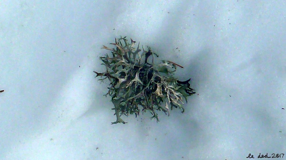 #4 lichen lichen