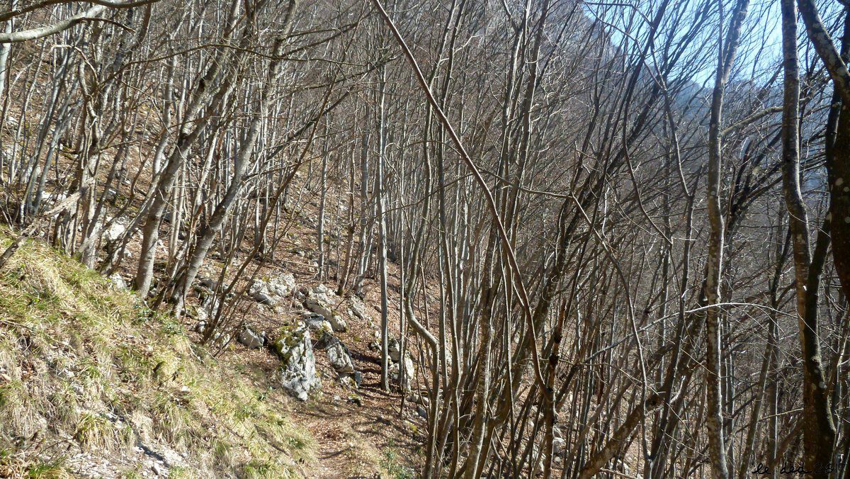 traversée en forêt