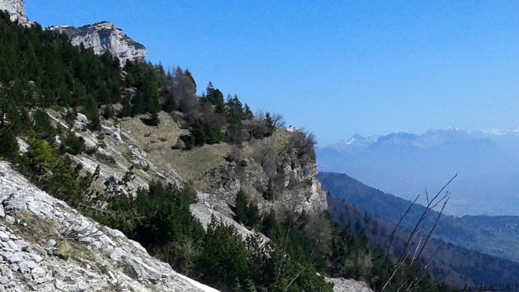 #7 un couple de chamois se marrent un couple de chamois se marrent