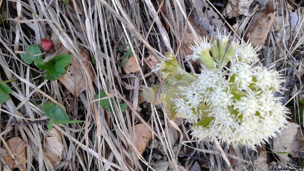 #8 fraise des bois  fraise des bois