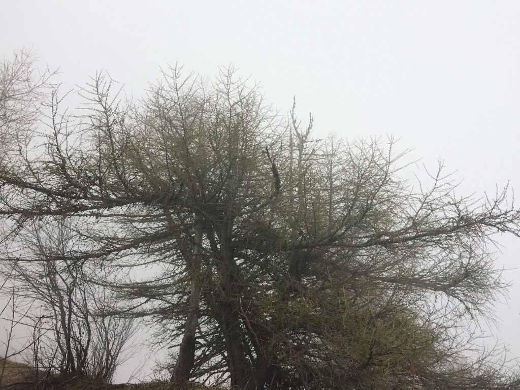 Mélèze en floraison au Varapet 